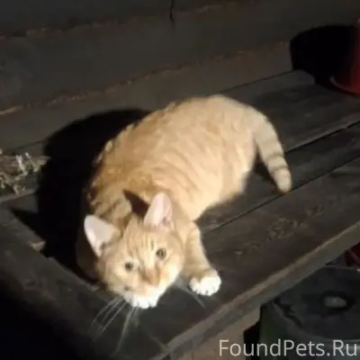 Пропала кошка Сима, деревня Коремера