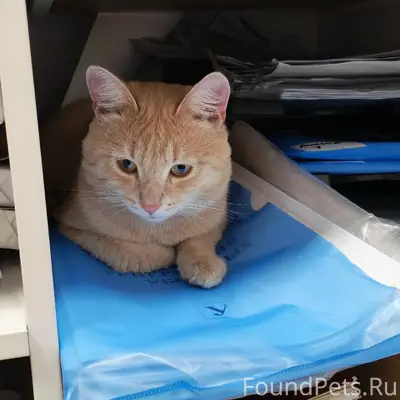 Найден рыжий кот, Екатеринбург, Эльмаш
