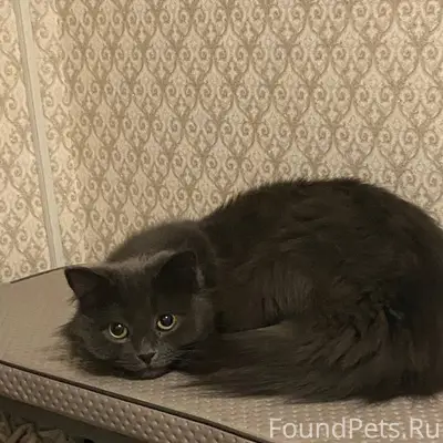 Пропал кот Персик, кольцо перед Затонского шоссе