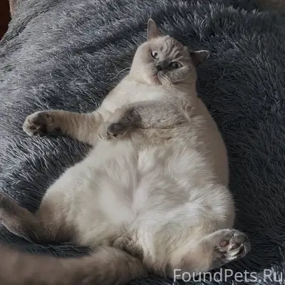Пропал кот, шахта 7
