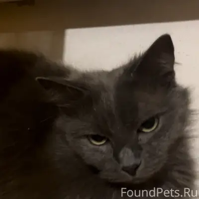 Пропала кошка, район ул. Колобова