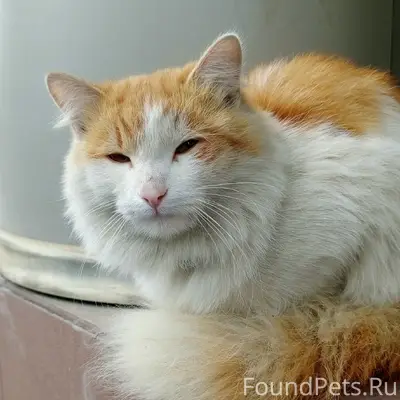 Найден кот с чёрным ошейником, Основинская 8