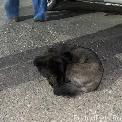 Пропал пёс, площадь