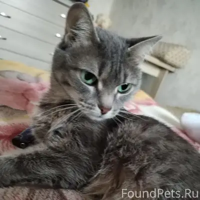 Пропала кошка Мышка, микрорайон «Солнечный»
