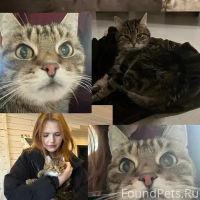 Пропала беспородная кошка, Минск