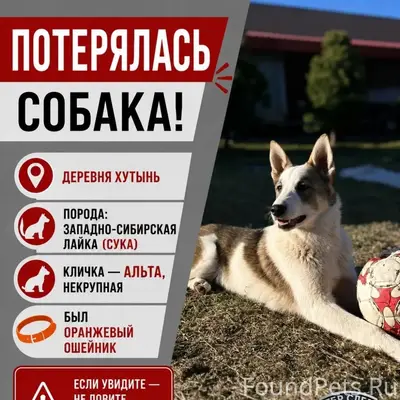 Пропала Западно-Сибирская Лайка Альта, деревня Хутынь