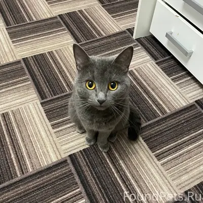 Пропала кошка, Костерево