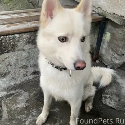 Пропала собака, Мурманск, улица Полярные Зори