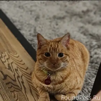 Пропал кот, Малый Исаково