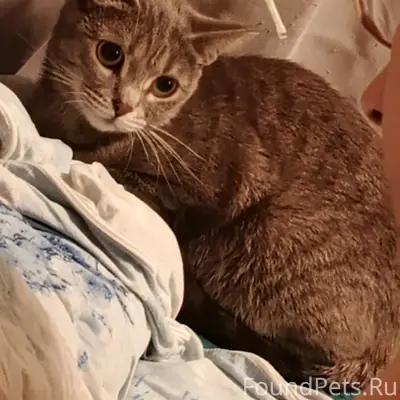 Пропала кошка Теа, Рябково