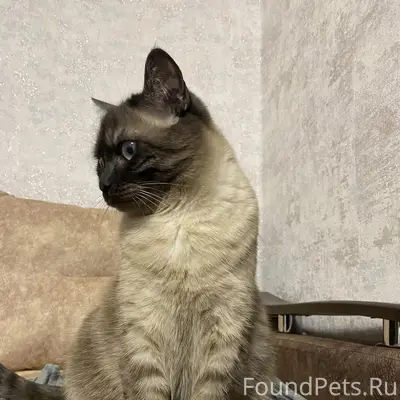 Пропал кот, район улиц Восточной и Ленина