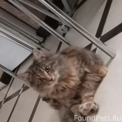 Пропала кошка Чуча, село Дятьково