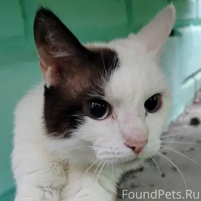 Найден кот, Клестовка