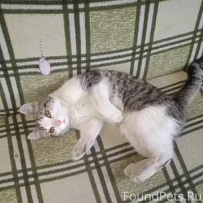 Найден котёнок, пер. Болотном, 5