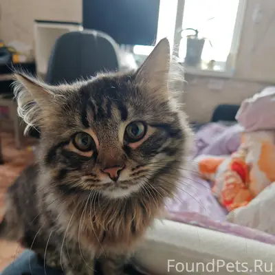 Пропал кот Лео, Ветлуга