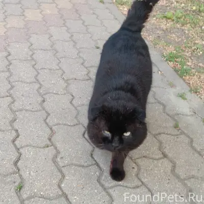 Найден кот с ошейником, Северный