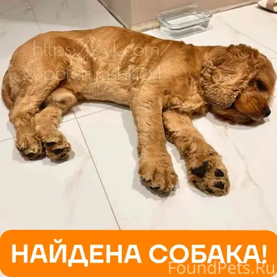 Найден пёс, район 7 гимназии, Саратов