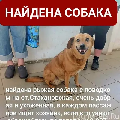 Найден а беспородная собака, станция Стахановская