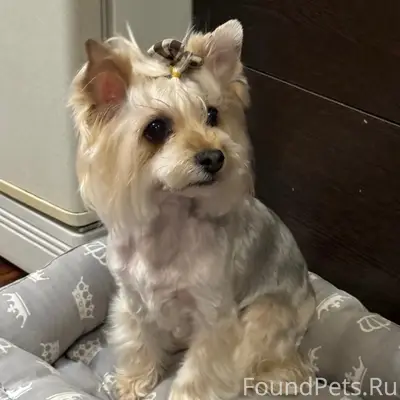 Пропала собака Энни, Филимоновское