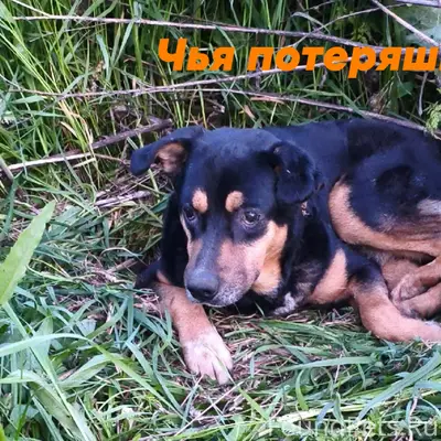 Найден возрастной пёс, возможно слепой и глухой