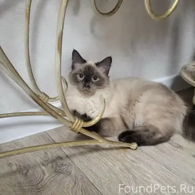Пропал кот Рублик