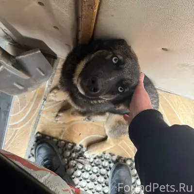 Пропал щенок Гром, метис хаски, Бежица, Брянск