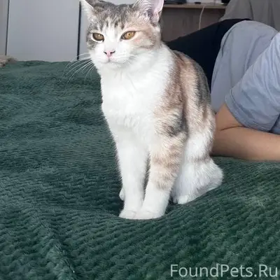 Пропала трехцветная кошка Пицца, Аргаяш