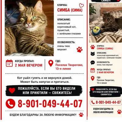 Пропал кот Симба (Сима), поселок Творогово