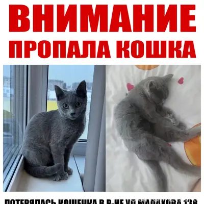 Пропала кошечка