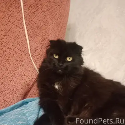 Пропала кошка, Паново