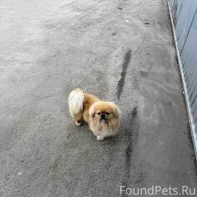 Пропала собака, район пятерочки