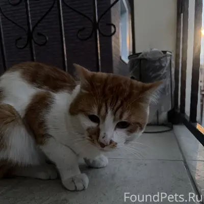 Пропал кот