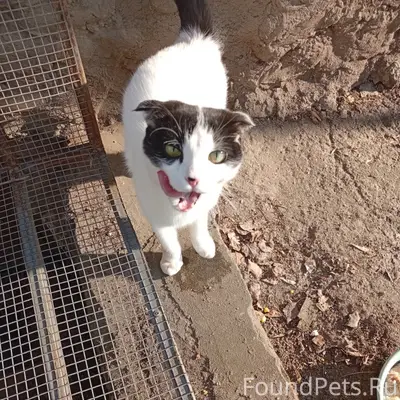 Найдена кошка, Фанерный район