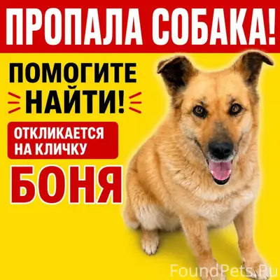 Пропала собака Боня, Западный район