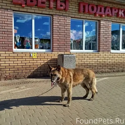 Найден пёс, [место] «пьяная» площадь