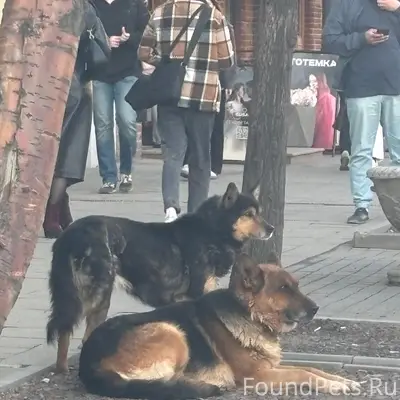 Пропала овчарка Джесси, частный дом
