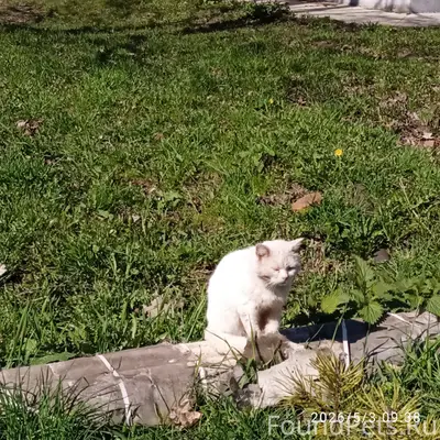 Найдена кошка Барсик, район неизвестен