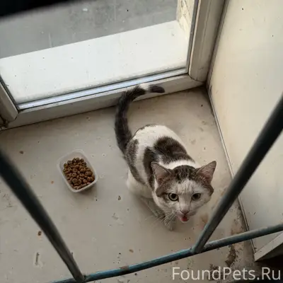 Найдена кошка, ул. Гагарина 149