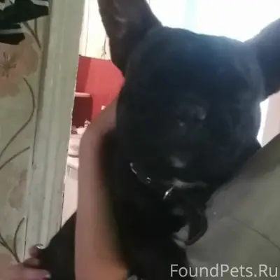 Пропал французский бульдог Ержан, стекольный, 8 гора