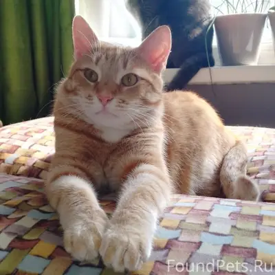 Пропал кот Рыжик
