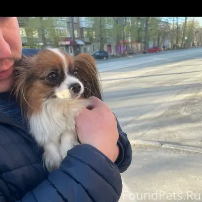 Найден папиньон, ул. Мира х ул. Качалова