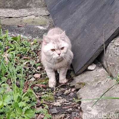 Пропал британский короткошёрстный Мартин, Железногорск