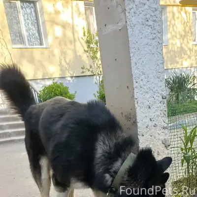 Найден пёс, Симферополь