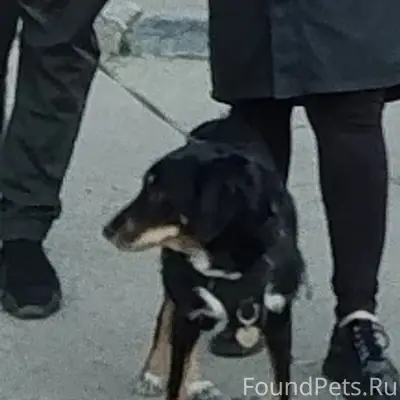 Пропал спаниель Жорик, Воскресенск