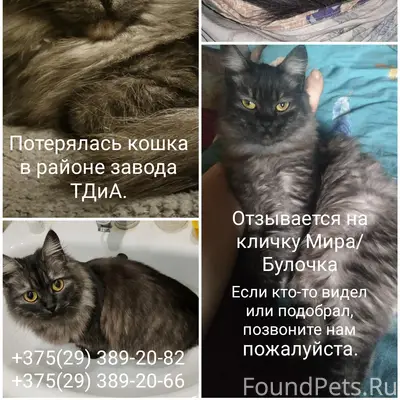 Потерялась кошка 
