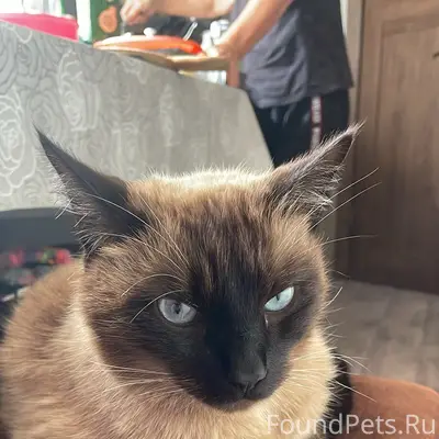 Пропал кот Мотя, Промышленный район