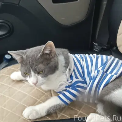 Пропал кот, ул. Ротмистрова