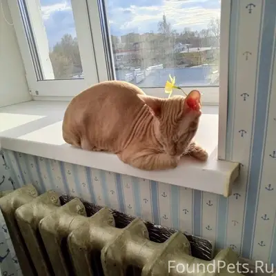 Пропал кот рыжий донской сфинкс