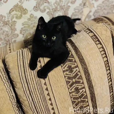 Пропал кот, район Новка, Полоцк