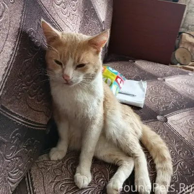 Пропал кот